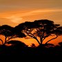 Sunrise over Acacia trees - Tanzania